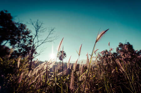 Abstract softness white feather grass with retro sky blue backgroundの写真素材