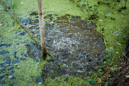 polluted water