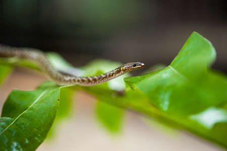 Snake on the leafの写真素材