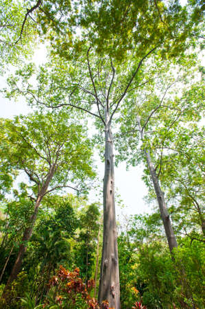 eucalyptus forests