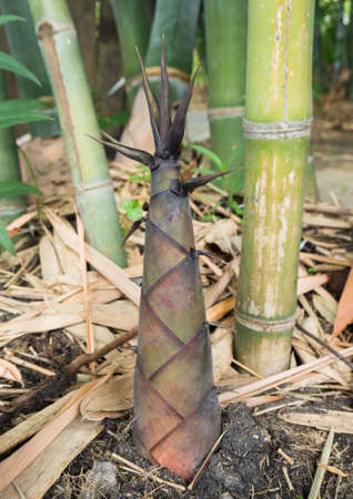 bamboo shoots in the bamboo forestの写真素材