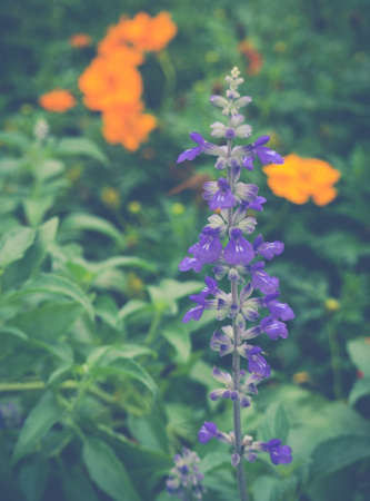 summer flower gardenの写真素材