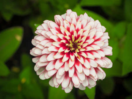 summer flower gardenの写真素材