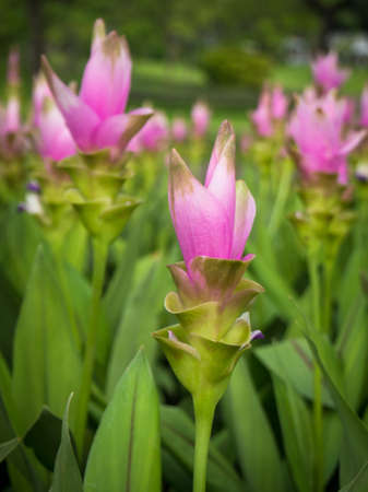 Curcuma alismatifolia or Siam tulip or Summer tulip in the garden nature Thailand with soft focus color filtered background.の写真素材