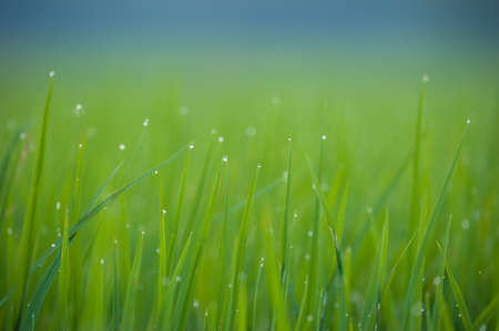 Grass. Fresh green spring grass with dew drops closeup.Soft Focus. Abstract Nature Backgroundの写真素材