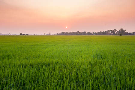 field, sunset and skyの写真素材