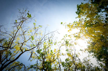The blooms of Esala. The beautiful golden yellow flowers of the tree were in full bloom. Purging...