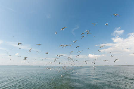 Seagulls in the seaの写真素材
