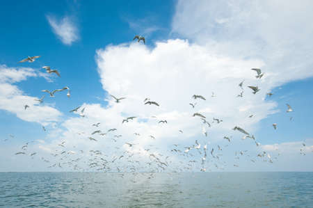 Seagulls in the seaの写真素材