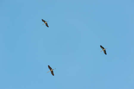 Large bird flying in the sky.