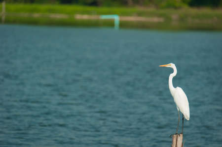 Great White Egretの写真素材