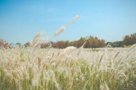 Imperata cylindrica Beauv,Grass field landscape in natureの写真素材