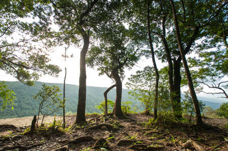 tropical rainforest,Khao Yai National Park Thailandの写真素材