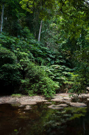 tropical rainforest,Khao Yai National Park Thailand