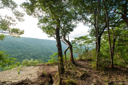 tropical rain forest,Khao Yai National Park Thailandの写真素材