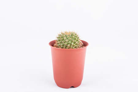 Cactus isolated on white backgroundの写真素材