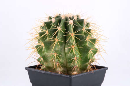 Cactus isolated on white background