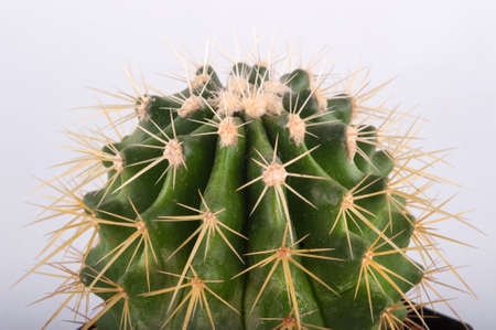 Cactus isolated on white backgroundの写真素材