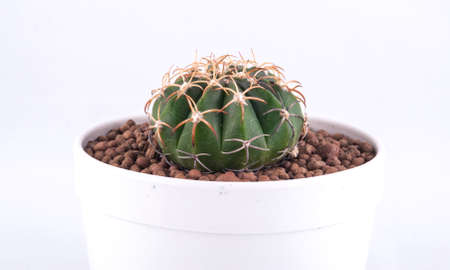 Cactus isolated on white backgroundの写真素材