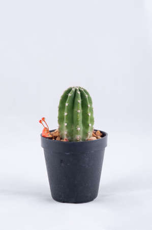 Cactus isolated on white backgroundの写真素材