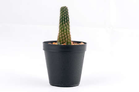 Cactus isolated on white backgroundの写真素材