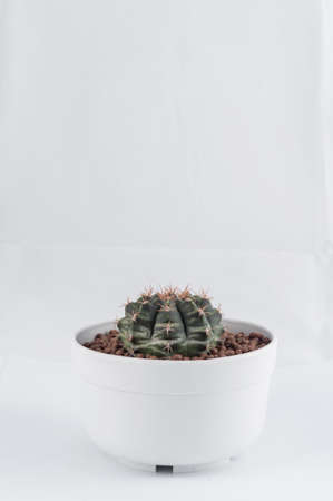 Cactus isolated on white backgroundの写真素材