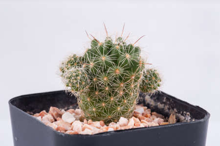 Cactus isolated on white backgroundの写真素材