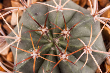 Cactus isolated on white backgroundの写真素材