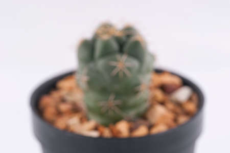 Cactus isolated on white backgroundの写真素材