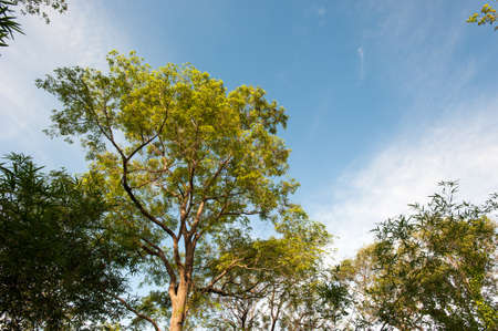 The Garden at Angkhang mountain, chiangmaiの写真素材
