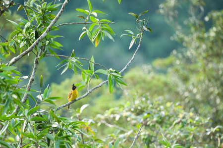 Black-crested Bulbul in rainforest ,Khao Yai National Park Thailandの写真素材