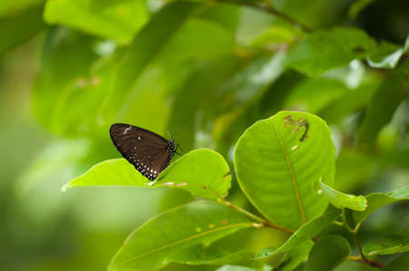 Exotic Butterfly Feeding On A Colorful Flowerの写真素材