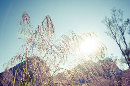 Forest in the Morning Lightの写真素材