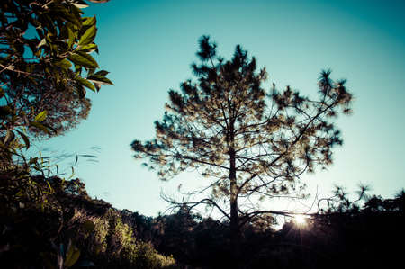 Forest in the Morning Light