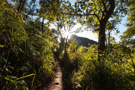 Forest in the Morning Lightの写真素材