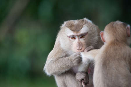 Monkeys checking for fleas and ticks on concrete fence in the park
