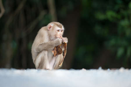 Monkeys checking for fleas and ticks on concrete fence in the park