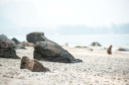 Long-tailed macaque on the sand beach , Thailand