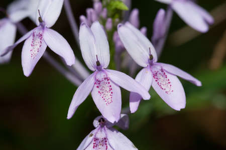 close-up violet forest flowerの写真素材