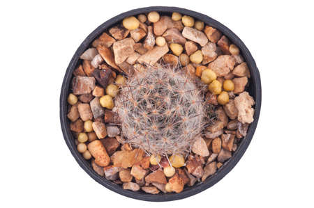 Cactus isolated on white backgroundの写真素材