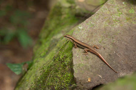skink or scincoid lizard,Thailandの写真素材