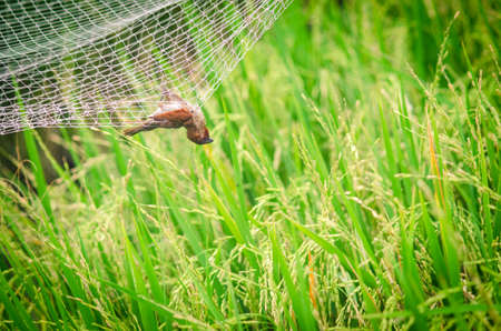 bird dead strangled by net trapの写真素材