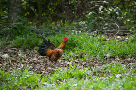 jungle fowl