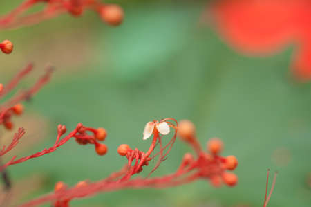 Red flower on the field with soft filterの写真素材