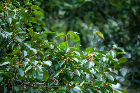 Ficus benjamina, Banyan tree with fruits on branch.の写真素材