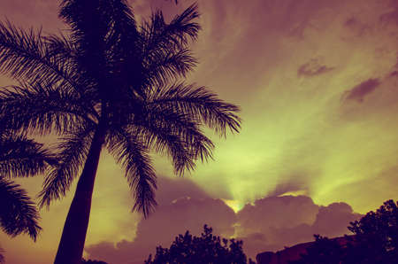 coconut palm in sunsat ,Thailandの写真素材