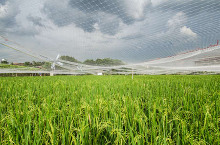 Paddy jasmine rice farm,Thailand