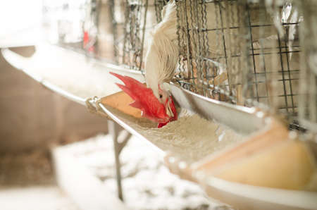 Chickens in the local farm,Thailandの写真素材