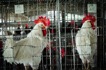 Chickens in the local farm,Thailandの写真素材