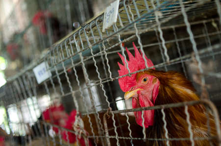 Chickens in the local farm,Thailandの写真素材